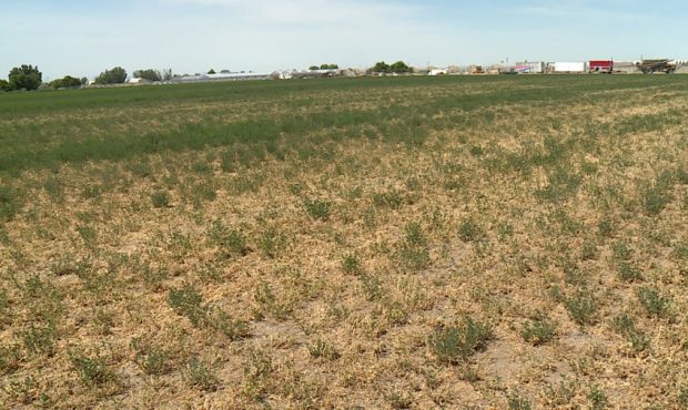 Tom Favero's abandoned alfalfa field. (KSL TV)...