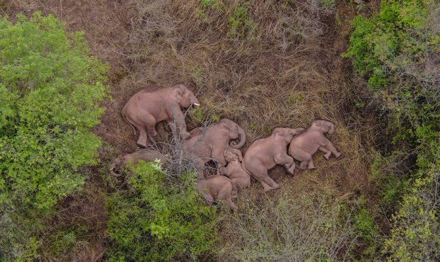 The elephant herd is shown on June 7 in Jinning District of Kunming, southwest China's Yunnan Provi...