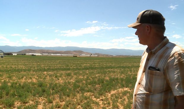 Farmer Wade Eliason said he has 400 acres full of weeds instead of crops because of the severe drou...