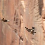 Two peregrine falcons fly in Zion Canyon. (Used by permission, James McGrew)