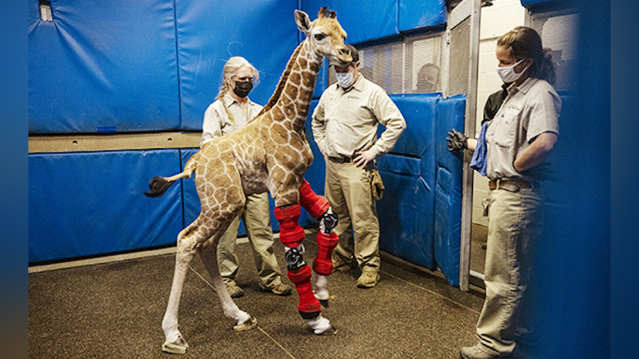 This Feb. 10, 2022, image released by the San Diego Zoo Wildlife Alliance shows Msituni, a giraffe ...