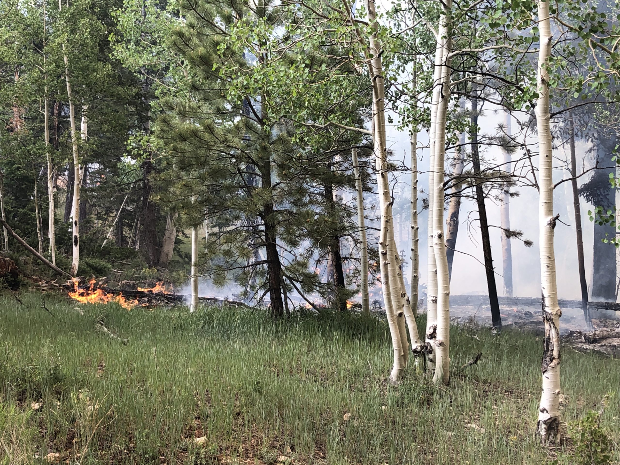 The Left Fork Fire flares up again. (Utah DWR)...