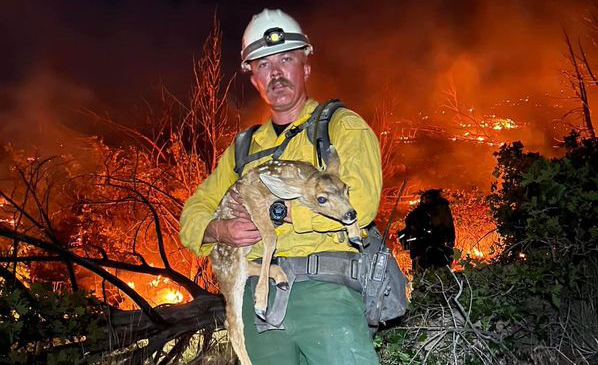 fawn rescue utah firefighter...