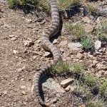 A rattlesnake spotted in American Fork (Credit: John Sorenson)