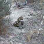 A rattlesnake enjoying the shade at Five Mile Canyon. (Credit: Anthony Nicholas)