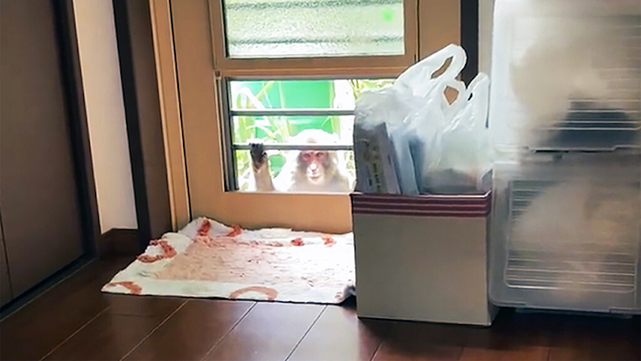 This image from a video shows a monkey loitering around a home in Yamaguchi, Japan, Saturday, July ...