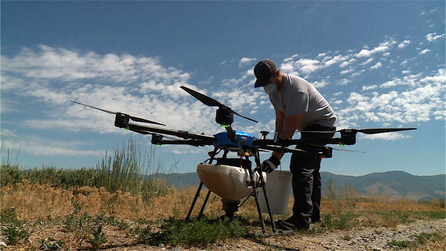 Davis Mosquito Abatement District officials using a drone to combat mosquitos populations....