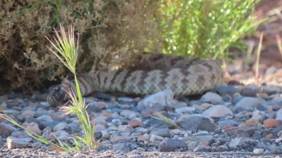 A rattlesnake hiding off a trail in Snow Canyon. (Courtesy : Suzi Holt)...