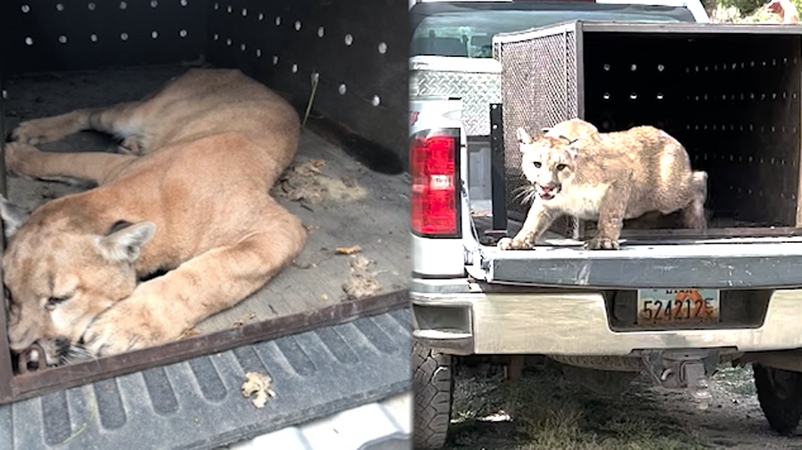 This cougar was captured in Murray. The left photo shows him just after being capture. The right si...
