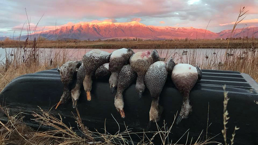 It's almost time to hunt ducks in Utah. (Bridger Felter, Utah Division of Wildlife Resources)...