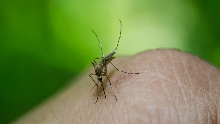 Mosquitoes can transmit the West Nile Virus. (File photo)...