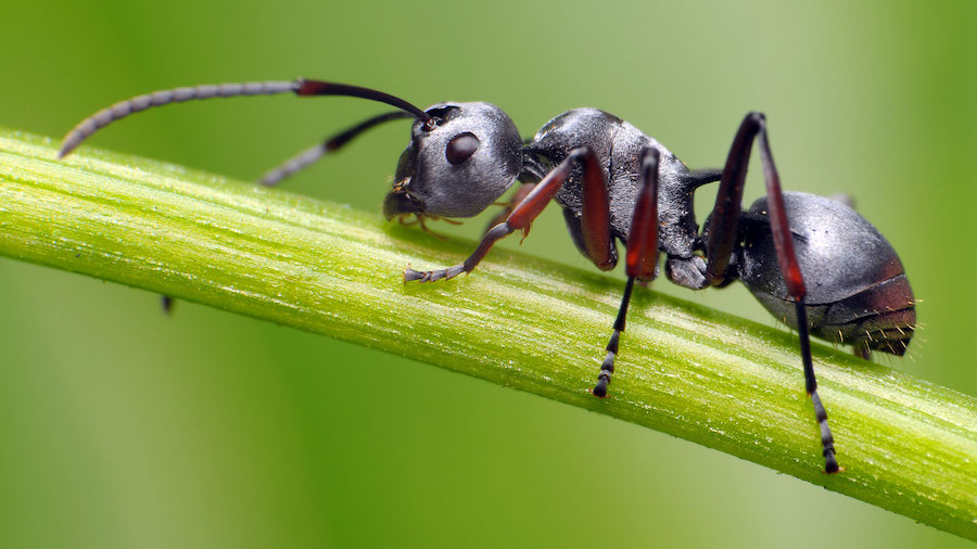 There are an estimated  3 quadrillion ground-dwelling ants. (Rundstedt B. Rovillos/Moment RF/Getty ...
