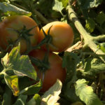 A virus is attacking Utah tomato farms. (KSL TV)