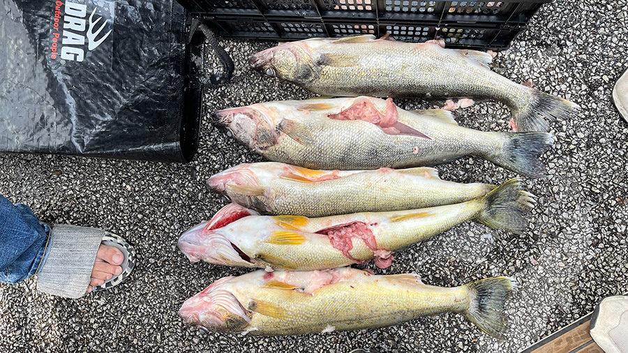 The competitors allegedly used fillet and lead balls to weigh down their walleye. Anglers win based...