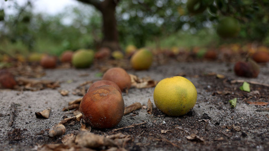 Oranges lay on the ground near a tree after hurricane Ian hit V.C. Holllingsworth's, III, orange gr...