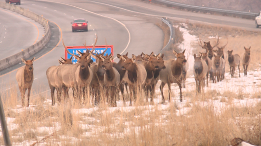 Elk herd near Parleys Canyon...