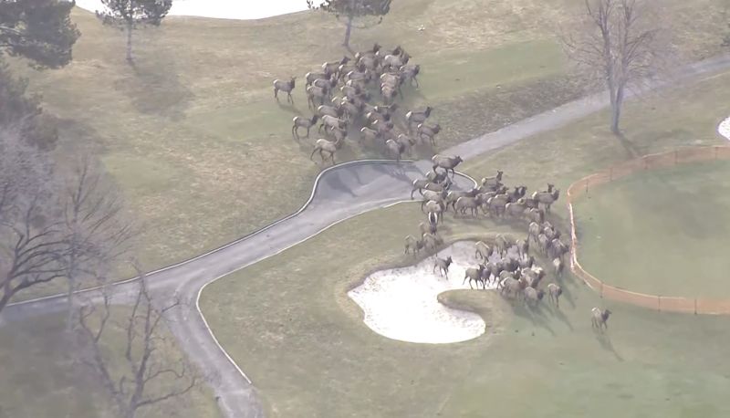 Elk running in a golf course....