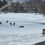 A herd of some 80 elk found solace at a golf course in Salt Lake City. The elk returned to the golf course just a week after they were relocated to the canyon. (Serena Chavez)