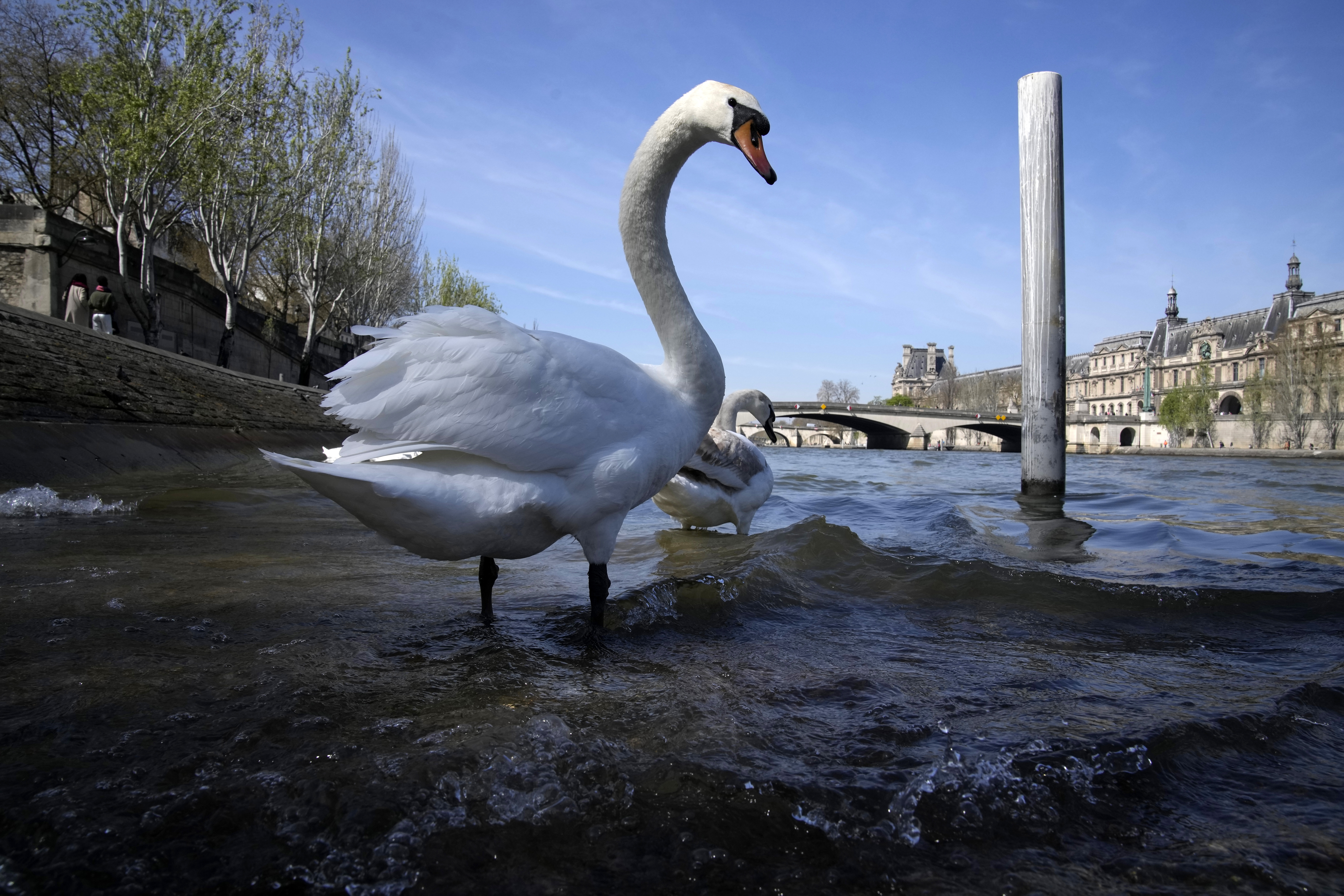 Swans stand in the River Seine in Paris, Wednesday, April 5, 2023. A costly and complex clean-up is...