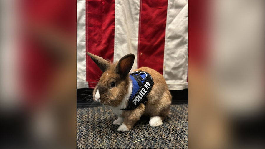 The therapy bunny is part of a recent push to focus on members of the police department's mental he...