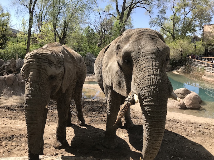 Elephants Zuri and Christie will be transferred from Utah's Hogle Zoo to another accredited facilti...