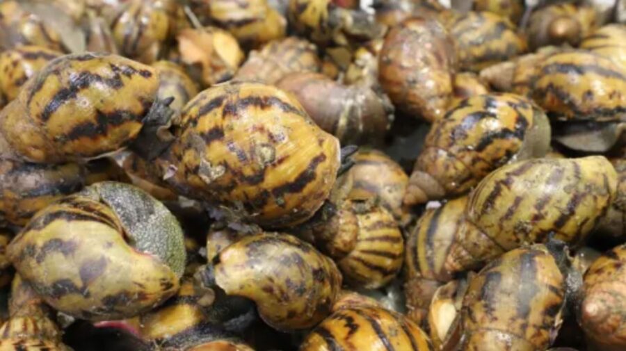 The live snails were discovered by US Customs and Border Protection at Detroit Metropolitan Airport...